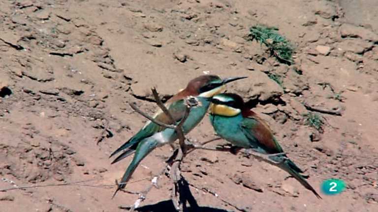 El hombre y la Tierra (Fauna ib&eacute;rica) - El abejaruco, 2