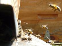 Abejas cargadas de polen a punto de aterrizar