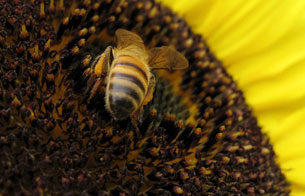 Ver v&iacute;deo  'Las abejas est&aacute;n en peligro por el "s&iacute;ndrorme del colapso de la colmena"'
