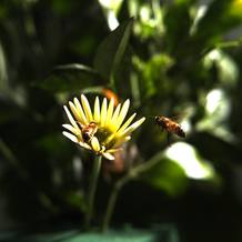 Abejas posándose sobre una flor Abejas posándose sobre una flor