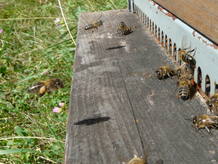 Abejas pos&aacute;ndose en una colmena en Cantabria