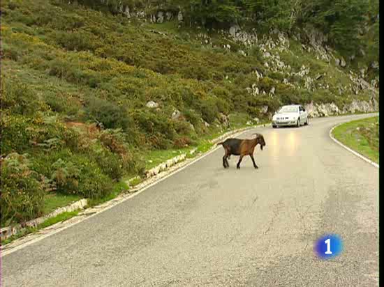 Los accidentes de tr&aacute;fico provocados por animales dom&eacute;sticos han aumentado