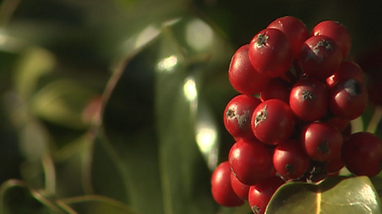 El Acebo, un &aacute;rbol protegido con tintes de leyenda
