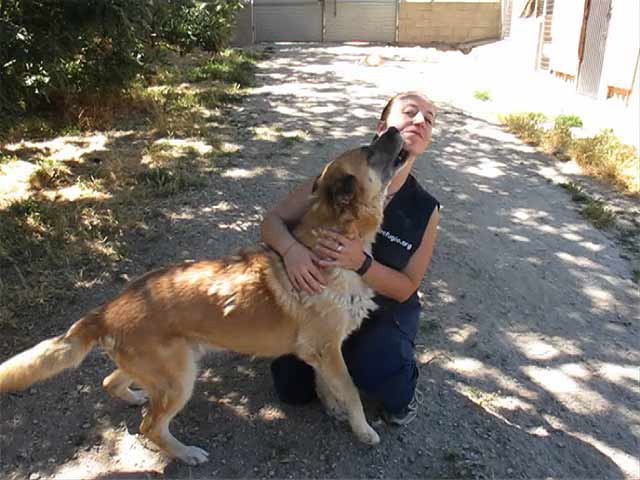 La acogida de perros, el mejor colof&oacute;n