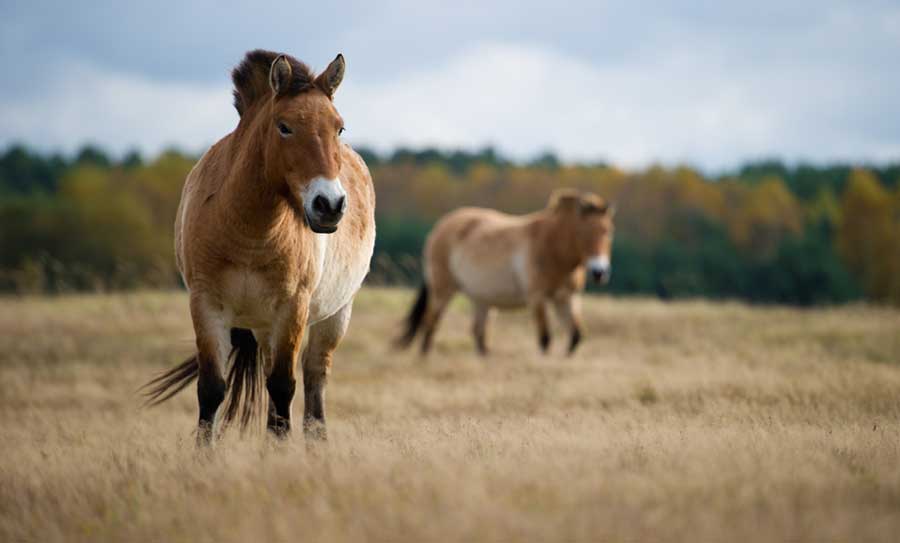 El ADN de caballo más antiguo conocido