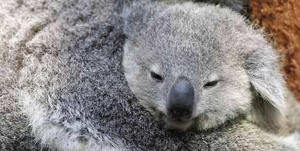El joven koala se alimenta únicamente de leche materna durante los primeros seis meses y permanece en la bolsa durante todo ese tiempo, mientras desarrolla ojos, orejas, pelo, etc. A las 22 semanas sus ojos se abren y comienza a espiar hacia fuera de El joven koala se alimenta únicamente de leche materna durante los primeros seis meses y permanece en la bolsa durante todo ese tiempo, mientras desarrolla ojos, orejas, pelo, etc. A las 22 semanas sus ojos se abren y comienza a espiar hacia fuera de