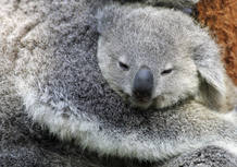 El joven koala se alimenta &uacute;nicamente de leche materna durante los primeros seis meses y permanece en la bolsa durante todo ese tiempo, mientras desarrolla ojos, orejas, pelo, etc. A las 22 semanas sus ojos se abren y comienza a espiar hacia fuera de