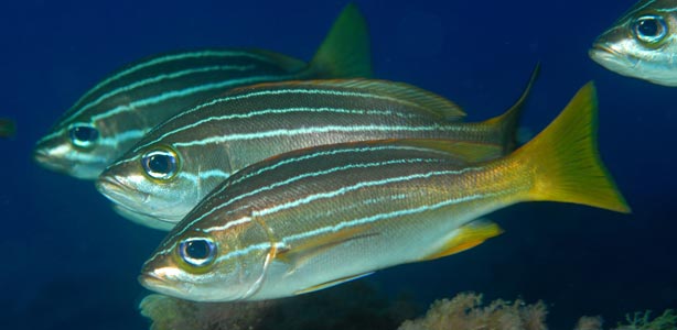 African striped grunts (Parapristipoma octolineatum). El Bergantín, Cabo de Gata, Almería African striped grunts (Parapristipoma octolineatum). El Bergantín, Cabo de Gata, Almería