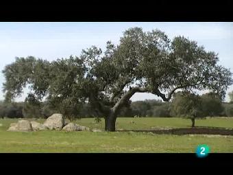 El escarabajo verde - La agonía de la dehesa