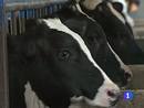 Ir al Video&nbsp;Los agricultores siguen sumando p&eacute;rdidas por la crisis de la bacteria E.C&oacute;li
