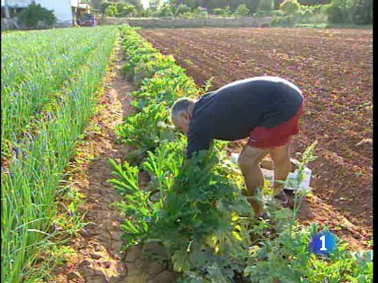 La superficie dedicada a la agricultura ecol&oacute;gica en Espa&ntilde;a ha aumentado un 33 por ciento en un a&ntilde;o