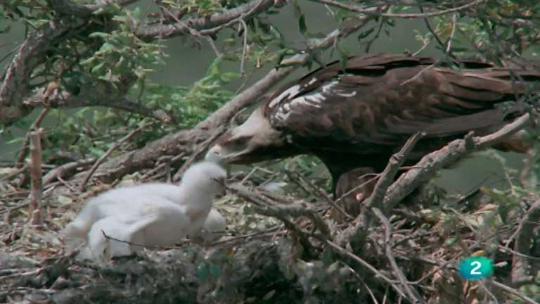 El hombre y la tierra (Fauna ib&eacute;rica) - &Aacute;guila imperial, 1