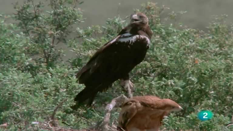 El hombre y la Tierra (Fauna ib&eacute;rica) - &Aacute;guila imperial, 2