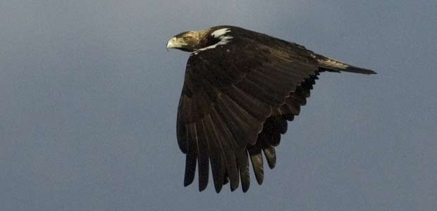 Águila imperial en Doñana