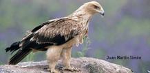 El &aacute;guila imperial