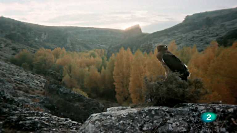 El hombre y la Tierra (Fauna ib&eacute;rica) - El &aacute;guila perdicera, 2