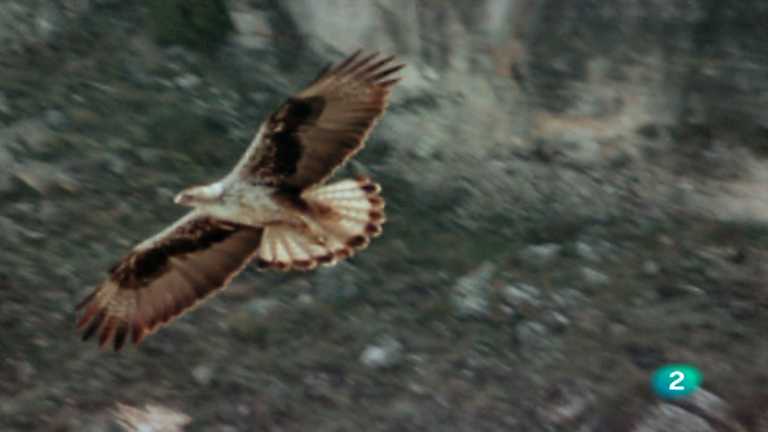 El hombre y la Tierra (Fauna ib&eacute;rica) - El &aacute;guila perdicera I 
