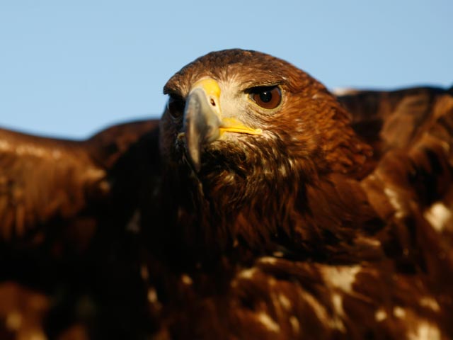 El hombre y la tierra - El &aacute;guila real - Primera parte