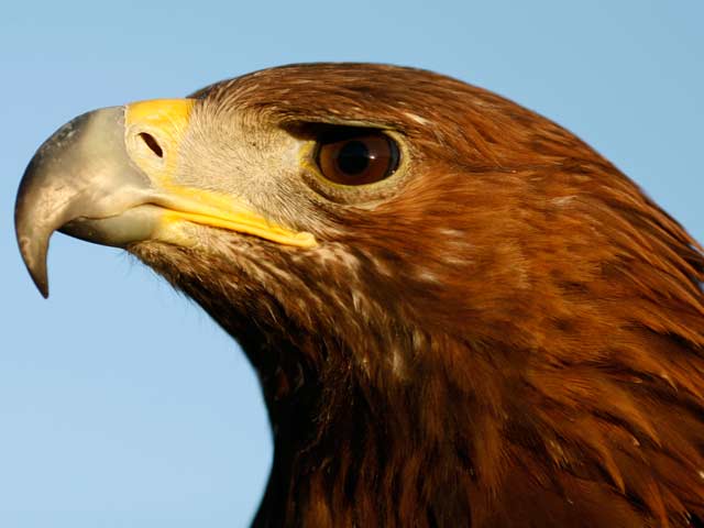 El hombre y la tierra - El &aacute;guila real - Segunda parte
