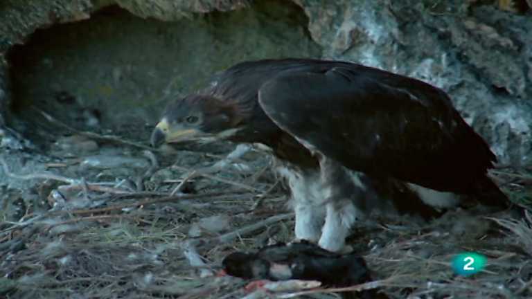 El hombre y la Tierra (Fauna ib&eacute;rica) - El &aacute;guila real II