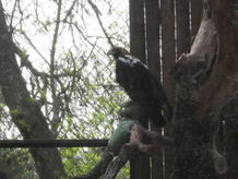 Una de las imperiales presentadas esta ma&ntilde;ana en el Zoo de Madrid.