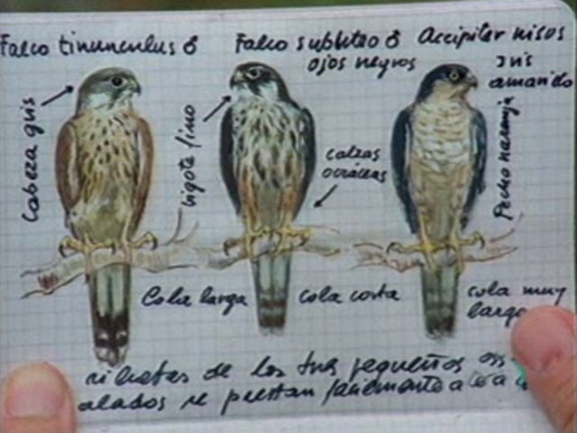 El hombre y la tierra - Los peque&ntilde;os cazadores alados. El alcot&aacute;n