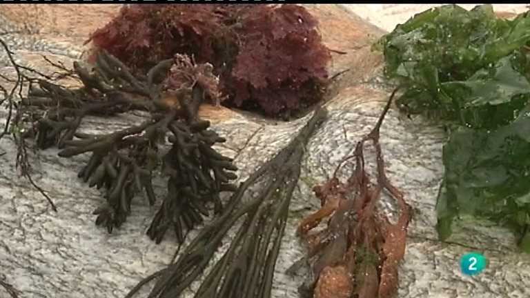 Espa&ntilde;a en comunidad - Algas (Galicia)