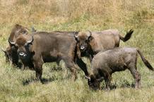 Algunos de los bisontes europeos introducidos hace dos meses en Palencia
