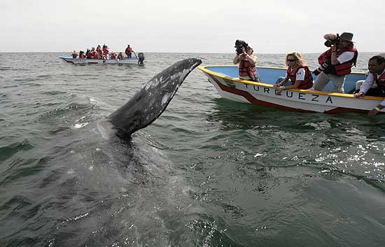 Las ballenas amenazadas por el cambio clim&aacute;tico y el narcotr&aacute;fico