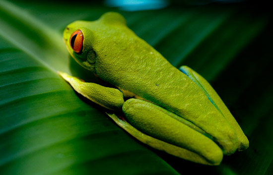 Fotograf&iacute;a de &Aacute;ngel Navarro G&oacute;mez en al selva costarricense. Lo m&aacute;s llamativo son sus ojos rojos que contrastan con el verde intenso de su cuerpo.