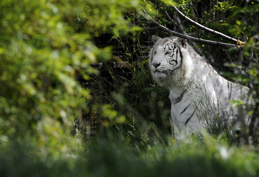 Un animal impresionante