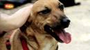 Ir al Video&nbsp;Los animales abandonados y la crisis econ&oacute;mica
