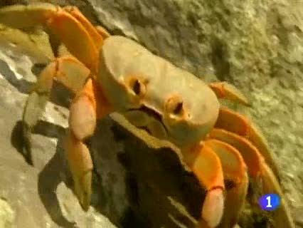 Ver v&iacute;deo  'Aniquilados cerca de 2.000 tiburones de una reserva nacional de Colombia'