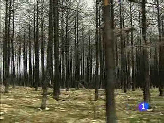  Hace justo un a&ntilde;o Teruel sufri&oacute; una devastadora ola de incendios