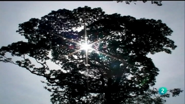Naturalmente - A&ntilde;o Internacional de los Bosques 