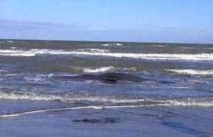 Ver v&iacute;deo  'Aparecen siete ballenas muertas al sur de Italia'