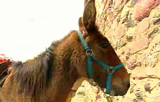 Espa&ntilde;a Directo - Aqu&iacute; comen gracias a un burro