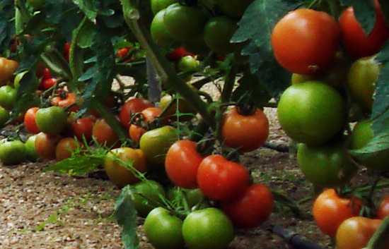 Comando Actualidad - Aqu&iacute; hay mucho tomate