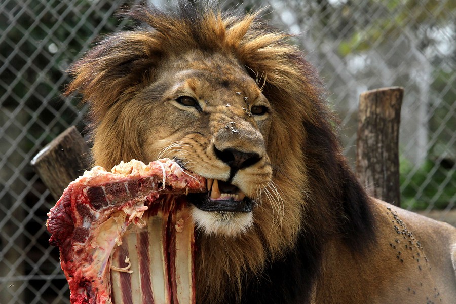 Aqu&iacute; mando yo