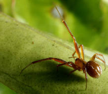 Una ara&ntilde;a naranja