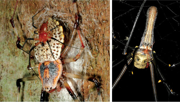 La nueva 'Nephila' habita en Madagascar y es la más grande de esta especie descubierta hasta ahora La nueva 'Nephila' habita en Madagascar y es la más grande de esta especie descubierta hasta ahora