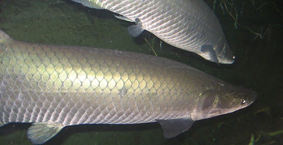 El arapaima está protegido del ataque de las pirañas gracias al diseño y estructura de sus escamas El arapaima está protegido del ataque de las pirañas gracias al diseño y estructura de sus escamas