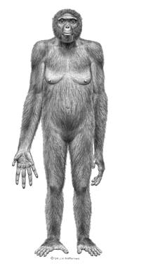 Ardi