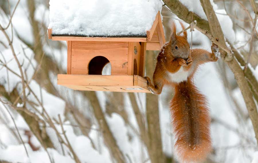 Ardilla comiendo en la nieve