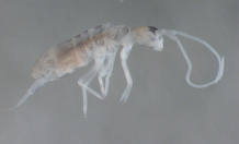 'Plutomurus ortobalaganensis' ha sido hallado a 1.980 metros de profundidad