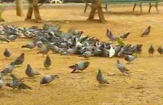 Espa&ntilde;a Directo - Asediados por las palomas