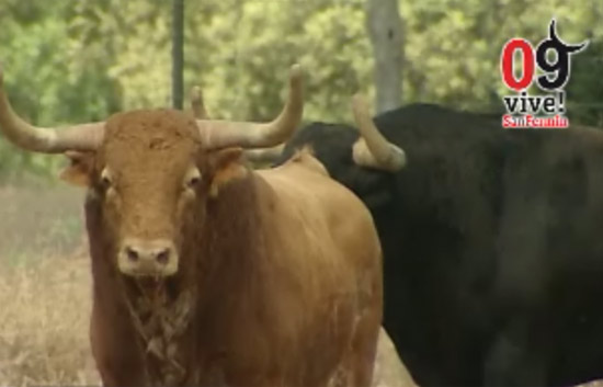 Conoce a fondo los toros del Ventorrillo