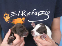 Aslan y Narnia, dos cachorros que fueron abandonados en un contenedor de basuras. Buscan una familia.