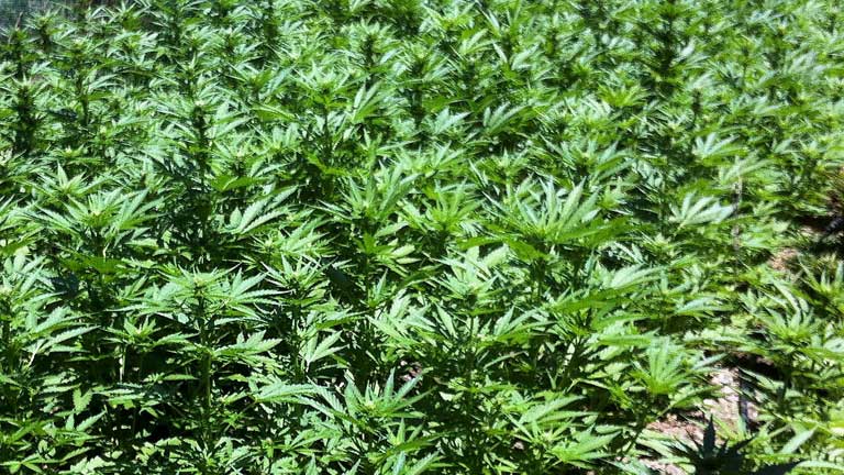 La Fiscal&iacute;a Antidroga vigilar&aacute; a las asociaciones de consumidores de cannabis 
