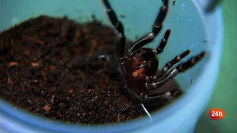 Atrax robustus, la araña australiana cuya picadura puede ser mortal